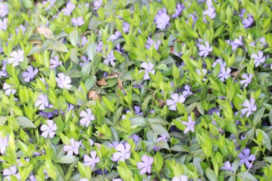 Kleines Immergrün (Vinca minor)