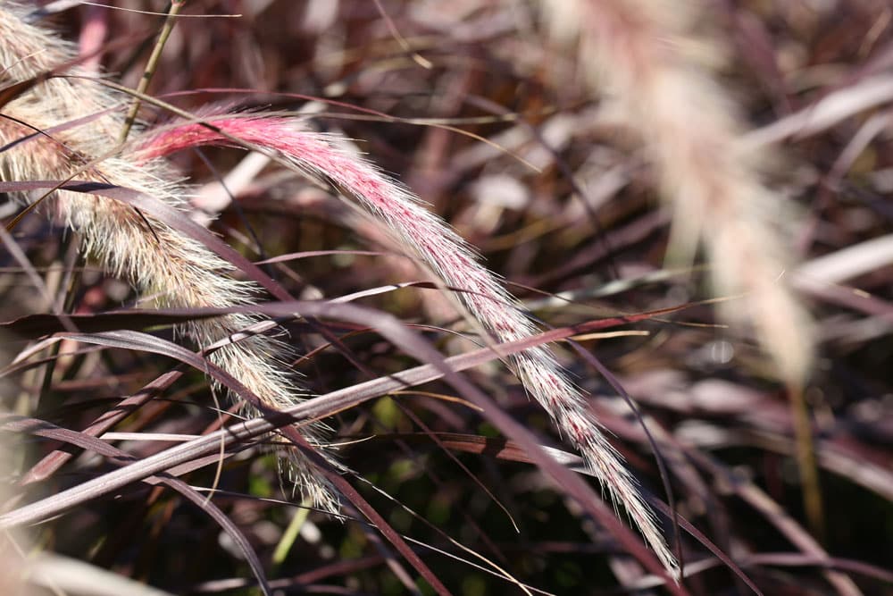 Lampenputzergras - Pennisetum setaceum rubrum