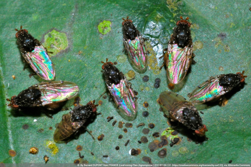 Minierfliege - Agromyzidae