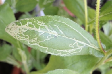 Blatt mit Spuren von Minierfliegen