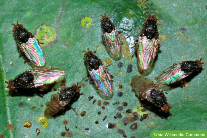 Minierfliegen (Agromyzidae)