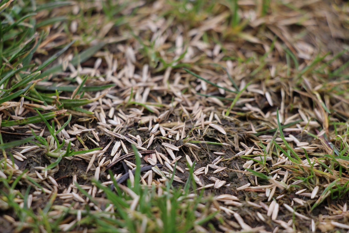 Typische Grasarten in Wiese und Rasen