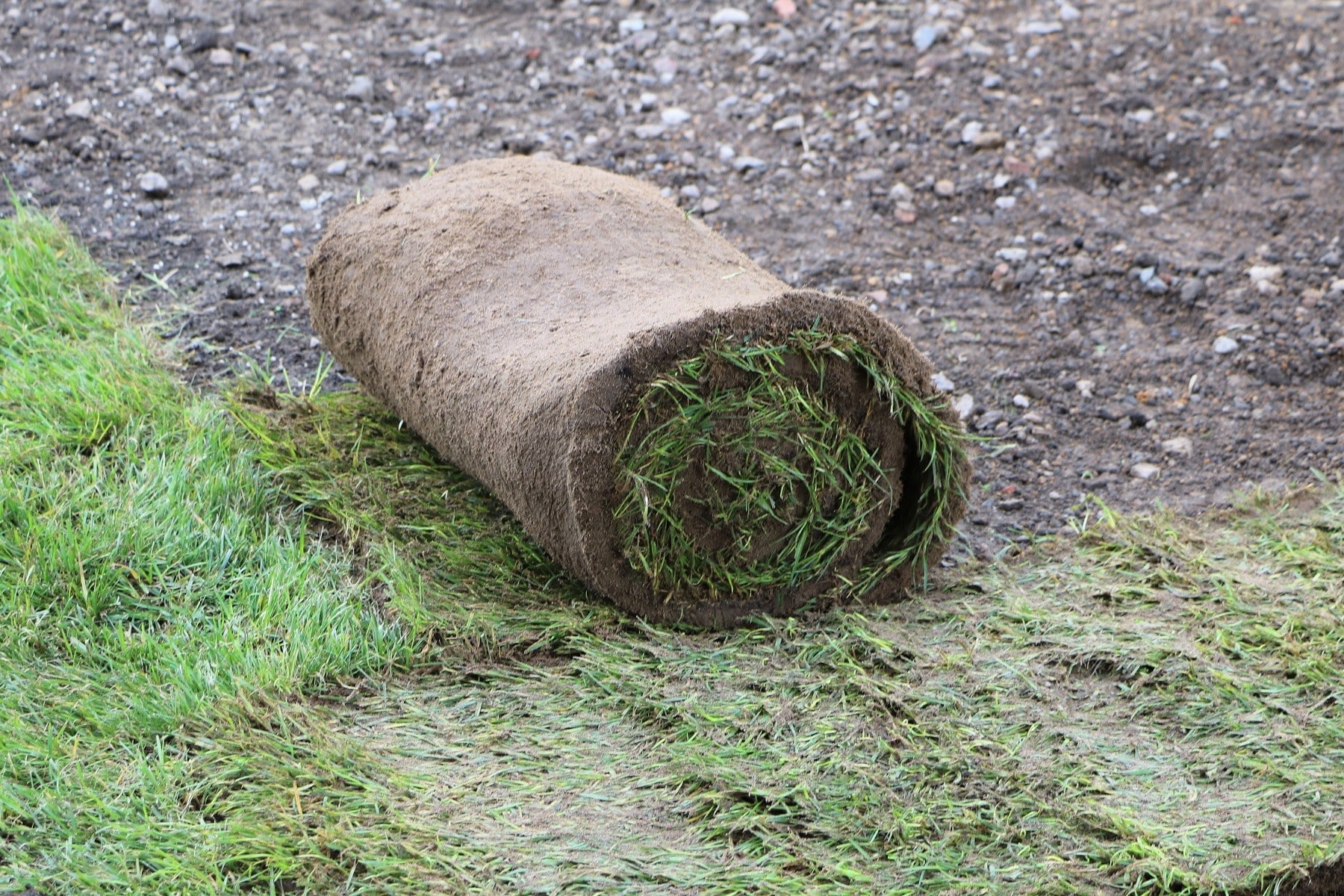 Naturrasen anlegen Rasen der nicht gemäht werden muss