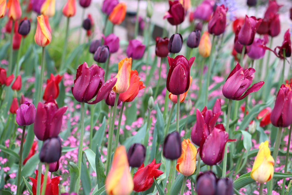 Tulpen - Tulipa