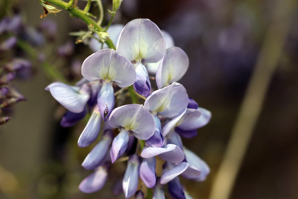 Blauregen - Glyzinie - Wisteria