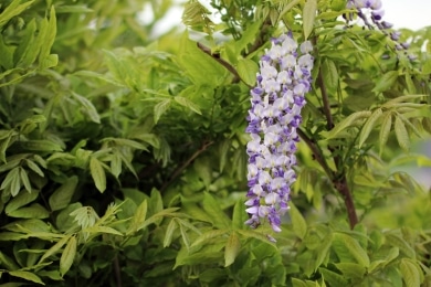 Blauregen - Glyzinie - Wisteria