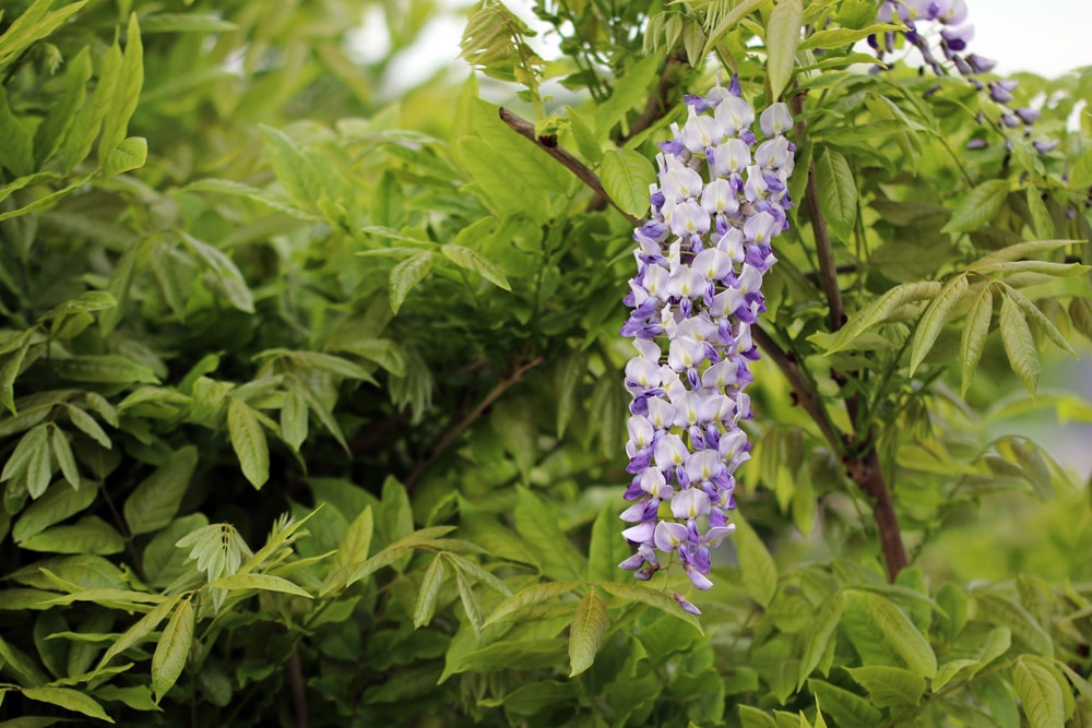 Blauregen - Glyzinie wisteria