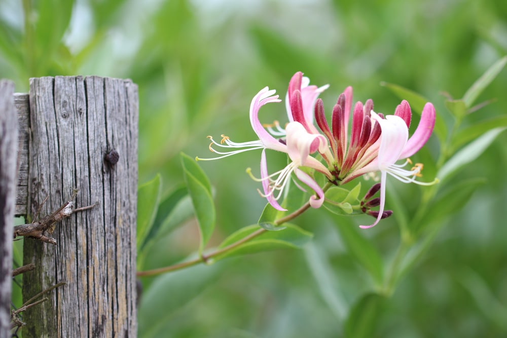 Geissblatt - Lonicera