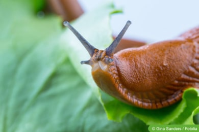 Nacktschnecke auf Salatblatt