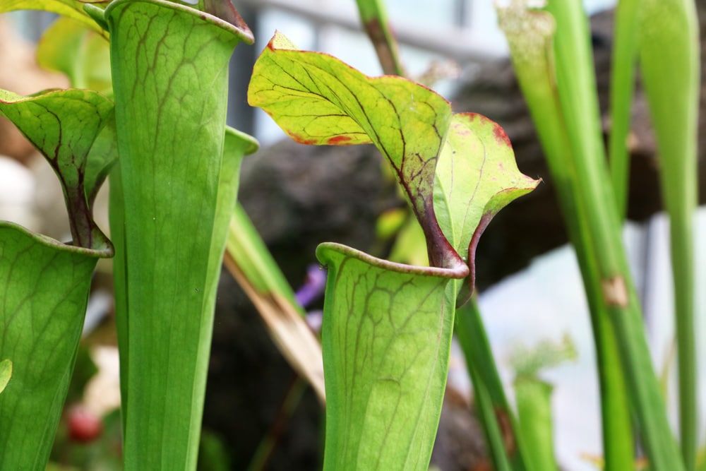 Schlauchpflanze - Sarracenia