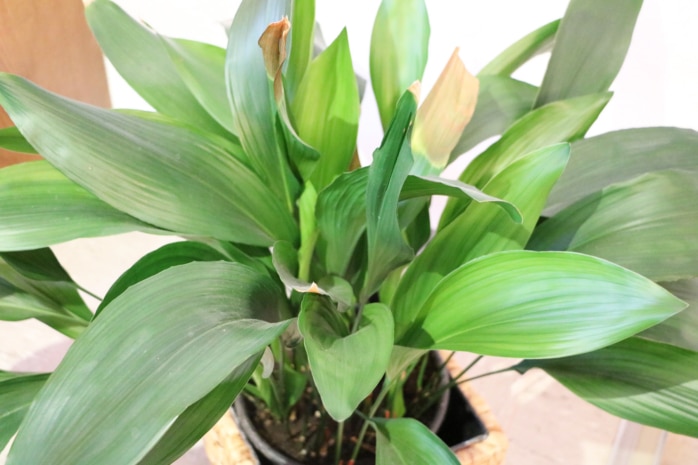 Schusterpalme (Aspidistra elatior)