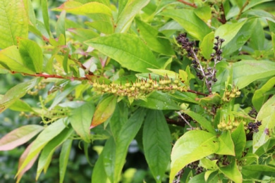 Traubenheide (Leucothoe fontanesiana)