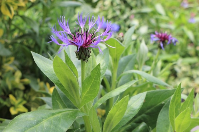 Berg-Flockenblume (Centaurea montana)