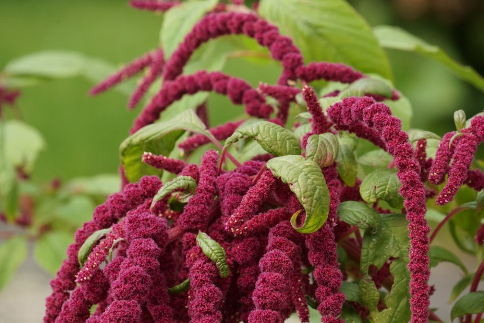 Fuchsschwanz, AmarantPflanze Pflege