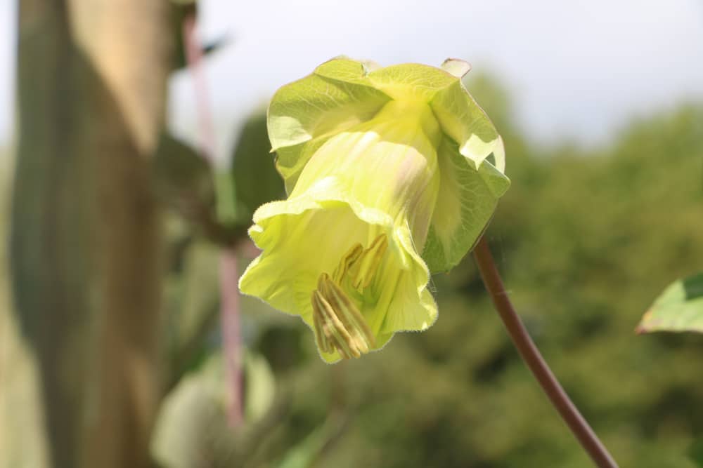 Glockenrebe - Cobaea scandens