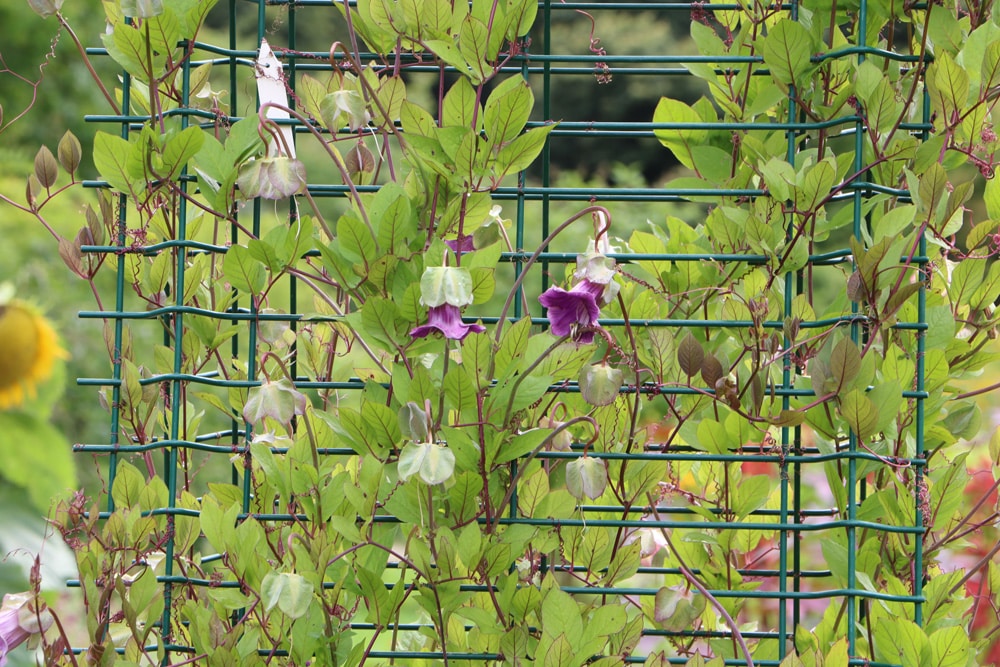 Glockenrebe - Cobaea scandens