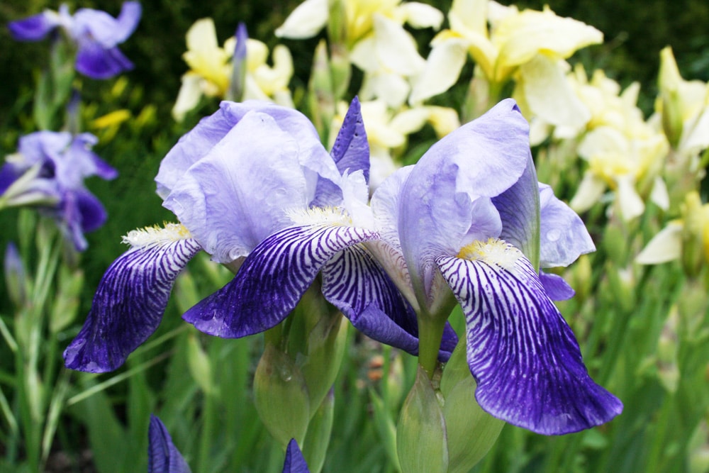 Iris - Schwertlilie