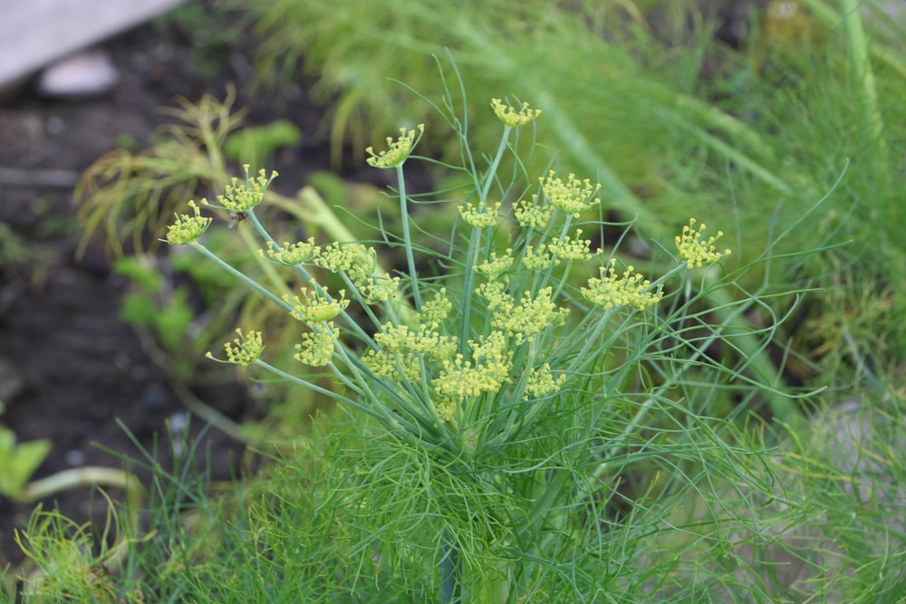 Kräutergarten - Dill