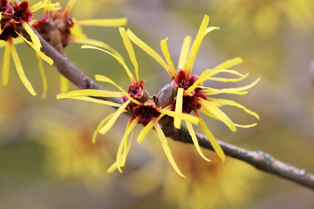 Zaubernuss - Hamamelis intermedia