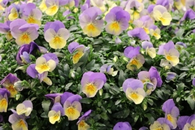 Hornveilchen (Viola cornuta)