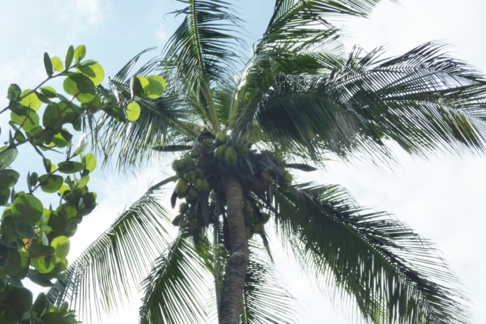 Kokospalme (Cocos nucifera)