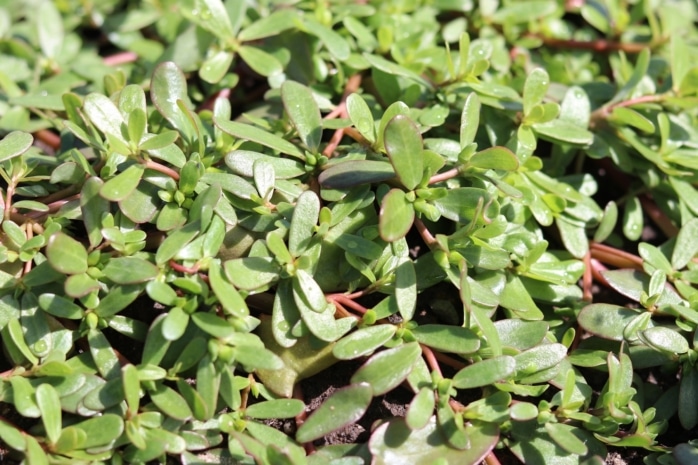 Portulak (Portulaca oleracea)