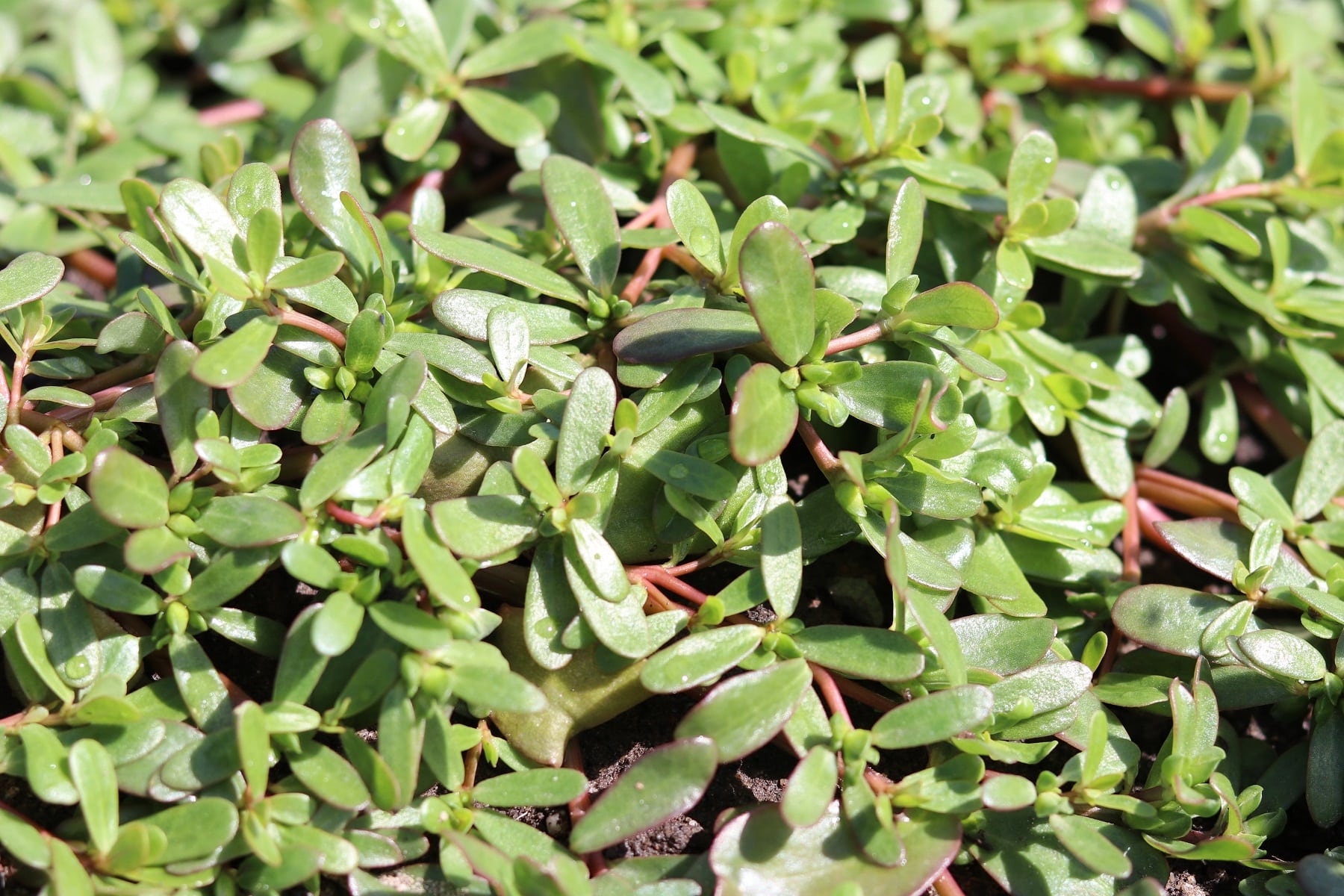 Portulak, Portulaca oleracea - Anbau und Pflege - Hausgarten.net
