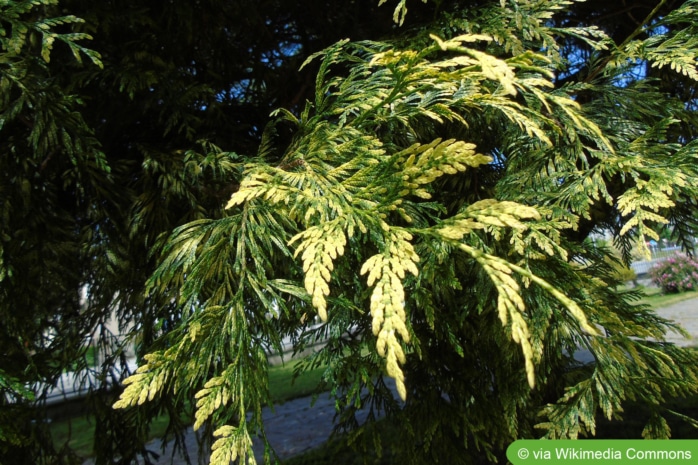 Riesen-Lebensbaum (Thuja plicata)