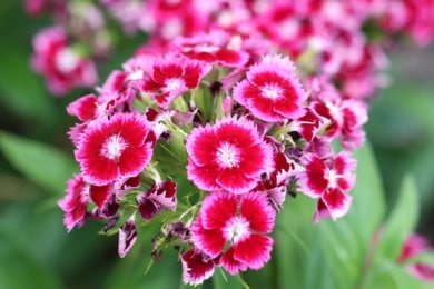 Einjährige Pflanzen - Bartnelke (Dianthus barbatus)