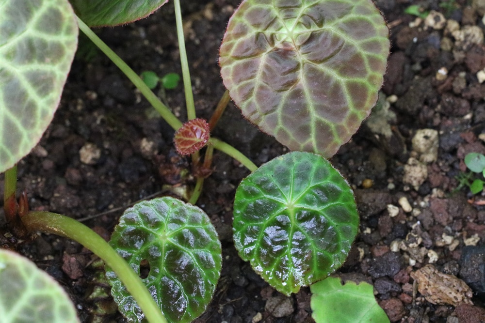 Begonia geogoensis - Begonie