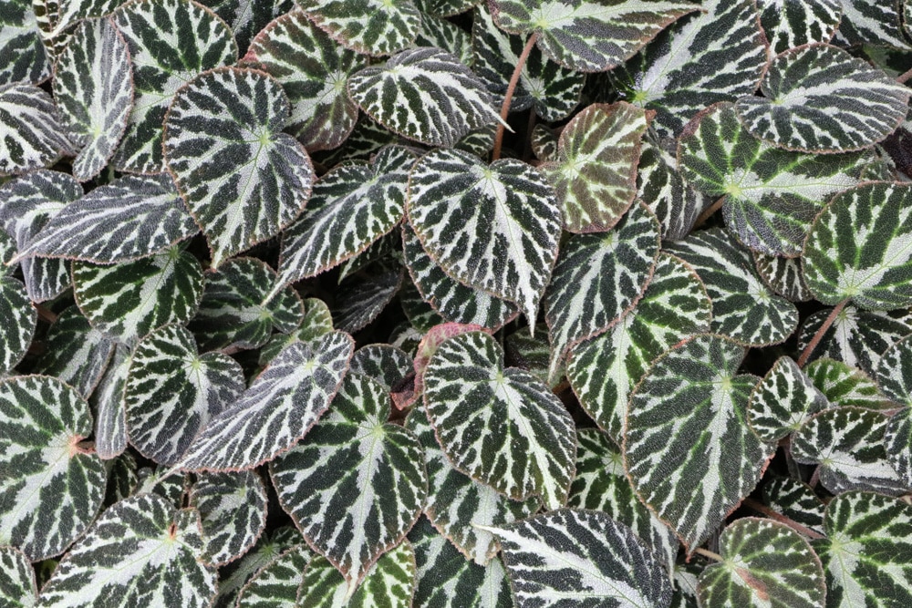 Begonia imperialis - Begonie