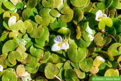 Froschbiss (Hydrocharis morsus-ranae)