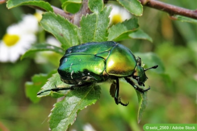 Rosenkäfer (Cetonia aurata)