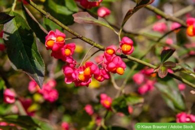 Spindelstrauch (Euonymus europaeus)