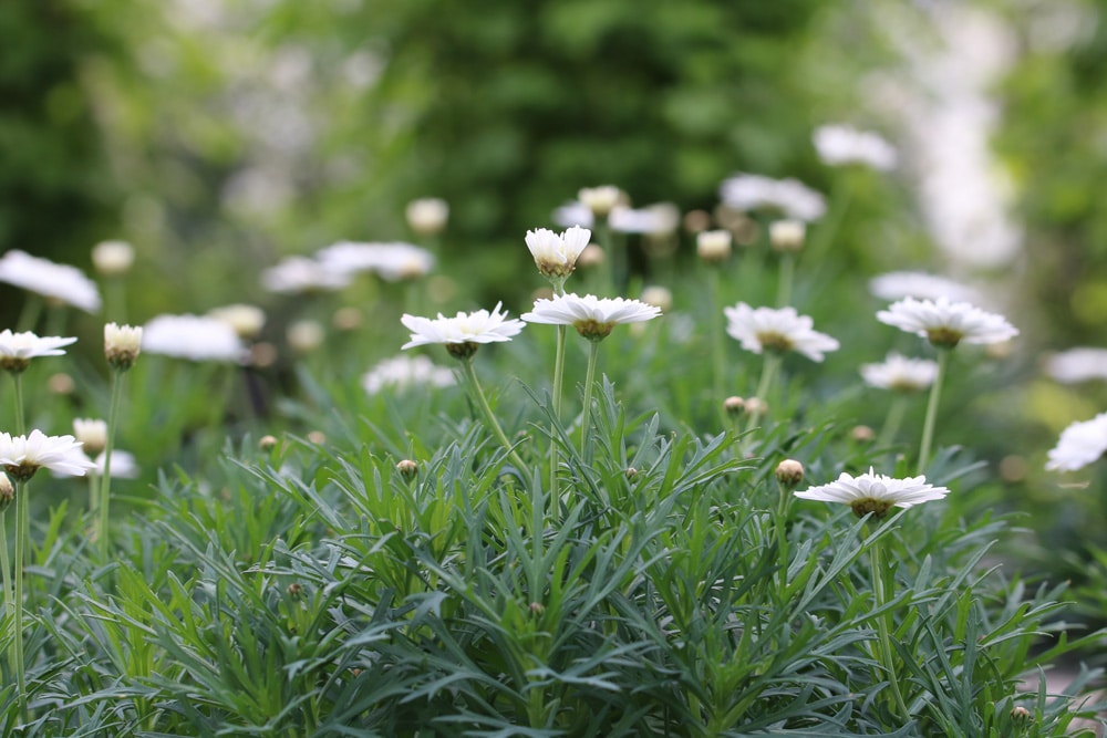 Strauchmargerite - Pflege als Kbelpflanze - Hausgarten.net