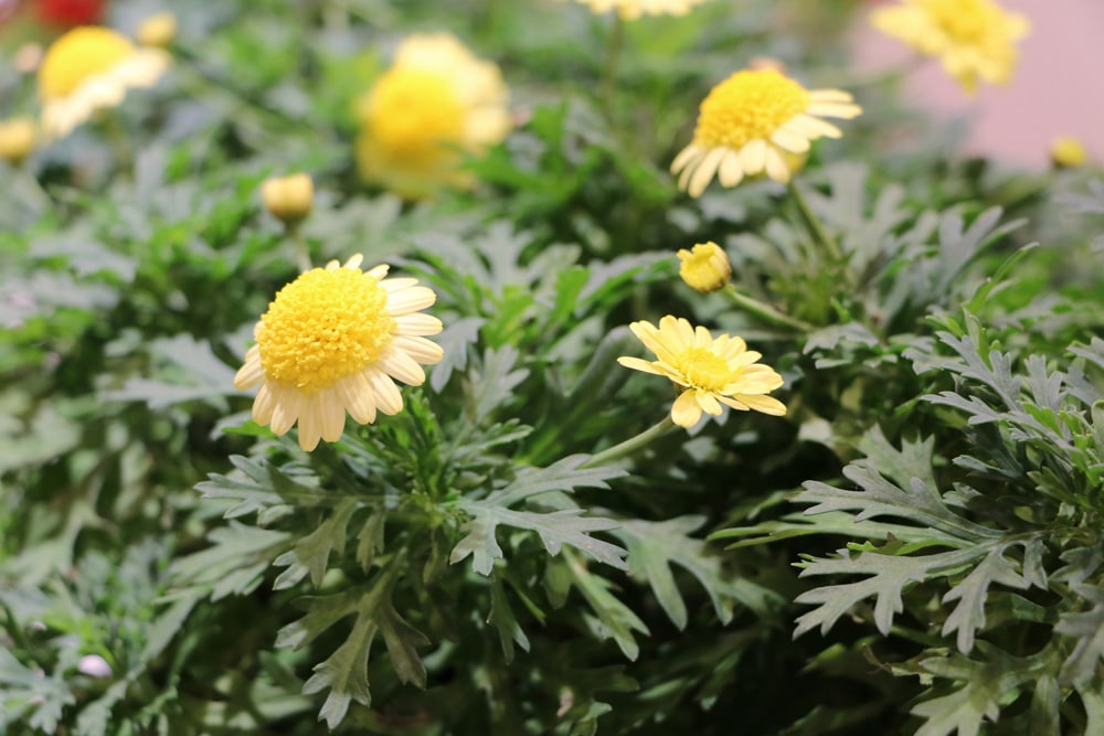 Strauchmargerite - Aargyranthemun frutescens - Double Yellow