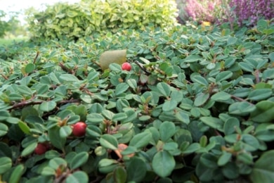 Zwergmispel (Cotoneaster)