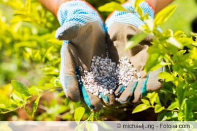Grünpflanzendünger sorgt für ein kräftiges Grün bei den Pflanzen