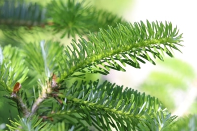 Korea-Tanne (Abies koreana)