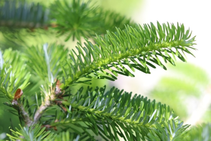 Korea-Tanne (Abies koreana)