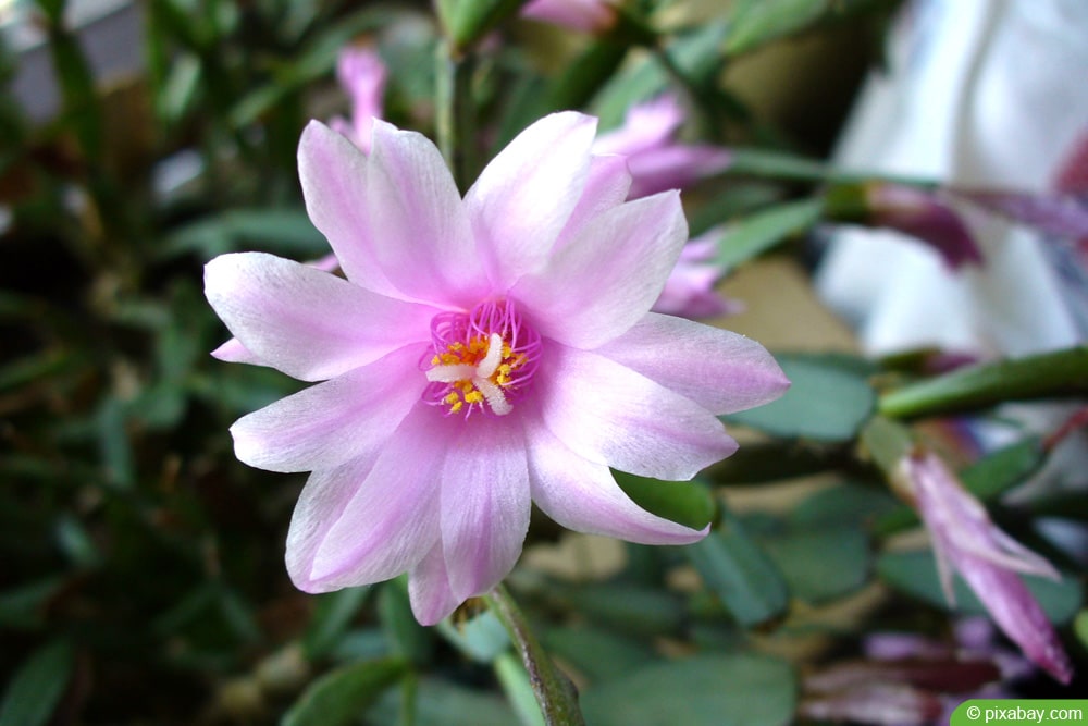 Osterkaktus - Rhipsalidopsis - Hatiora