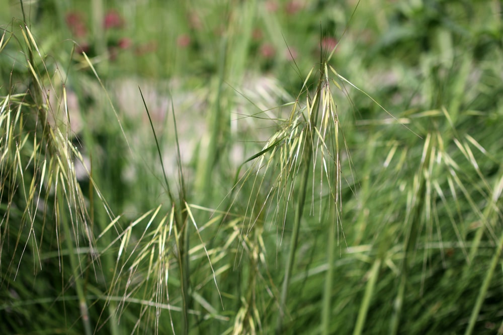 Riesen-Federgras - Stipa gigantea