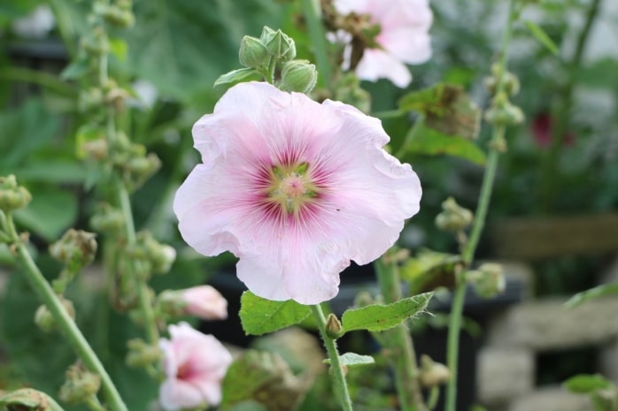 Zweijährige Pflanzen - Stockrose (Alcea rosea)