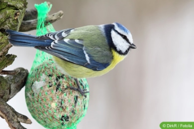 Blaumeise (Cyanistes caeruleus)