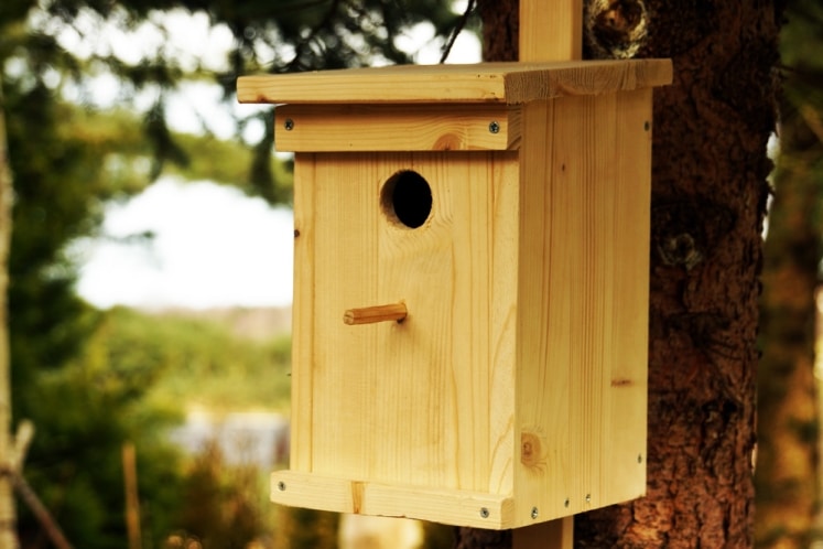 Vogelhaus und Nistkasten vor Katzen sichern so schützen Sie Vögel
