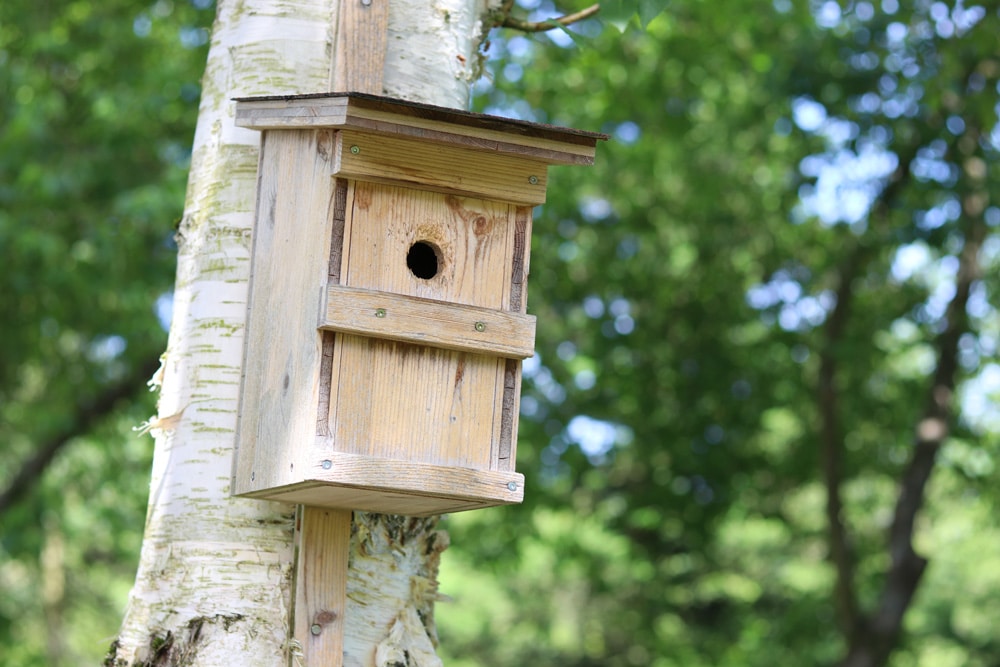 Vogelhaus und Nistkasten vor Katzen sichern - so schützen Sie Vögel 