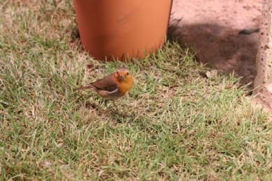 Rotkehlchen (Erithacus rubecula)