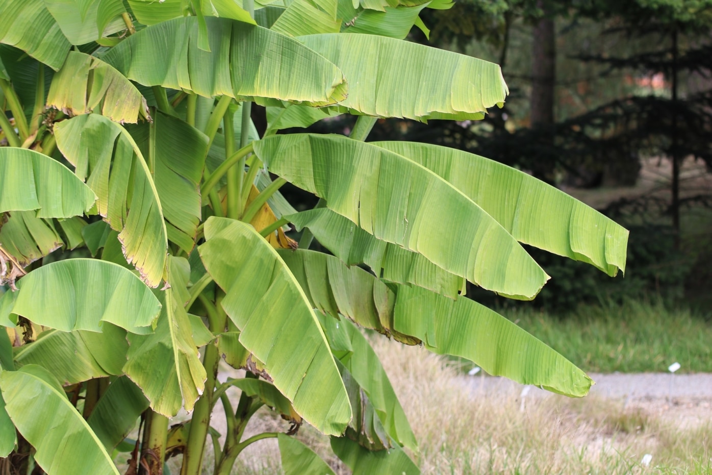 Pflege einer Bananenpflanze & Bananenbaum
