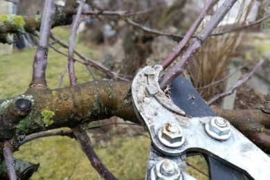 Baumschnitt an Apfelbaum