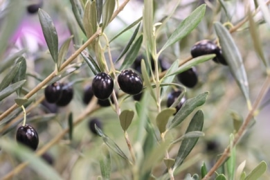 Olivenbäumchen (Olea europaea)